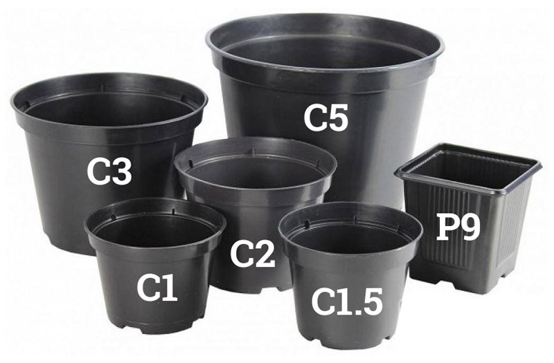 Сексуалдық таңқурай